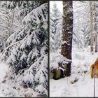 Lotti im Schnee