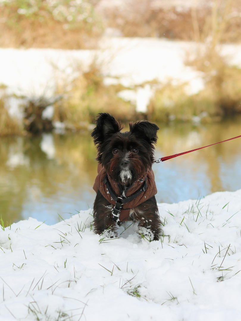 Lotti im Schnee