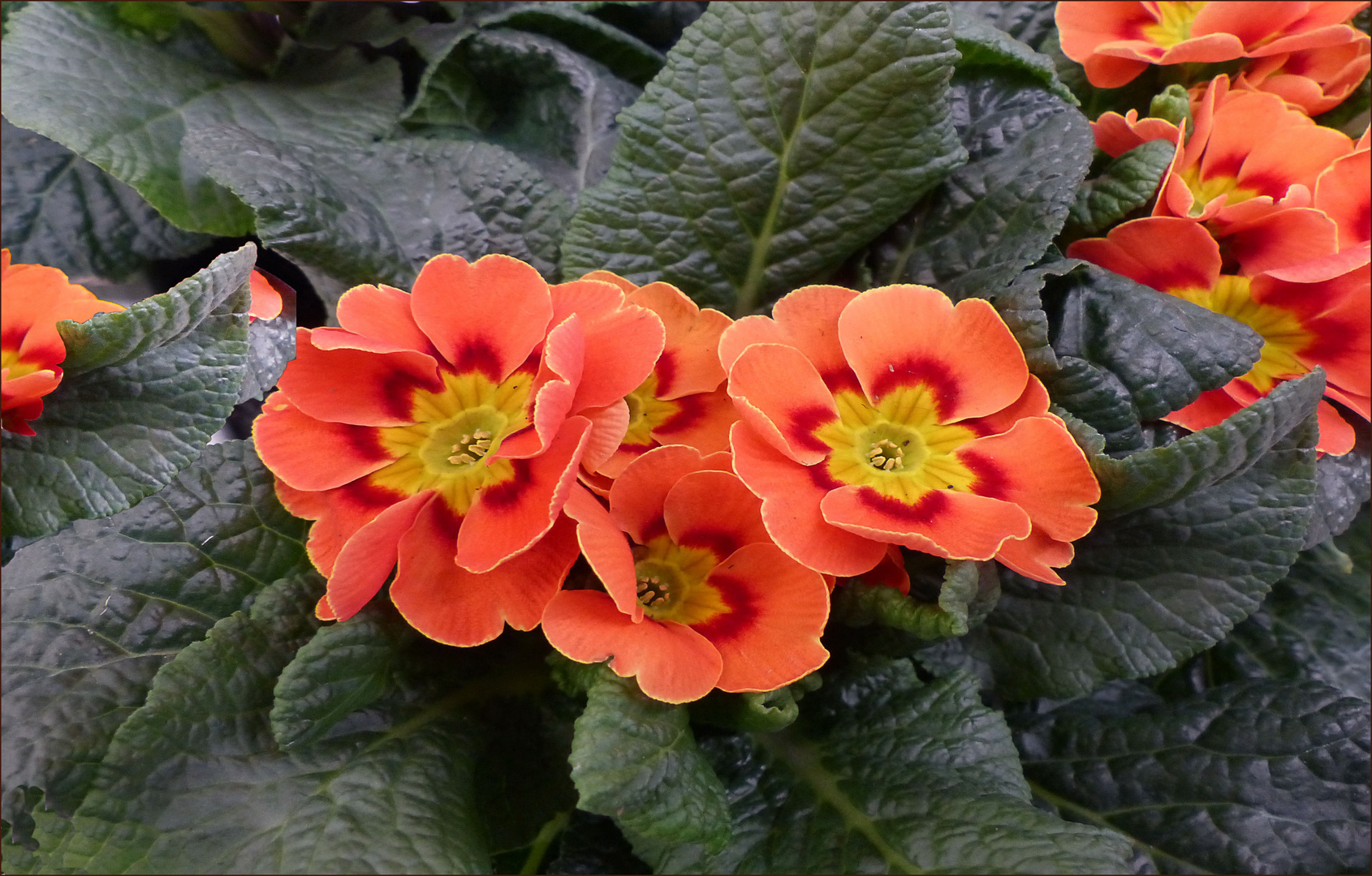  Lotti`s Primulas 