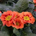  Lotti`s Primulas 