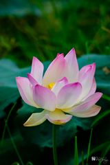 Lotus #1