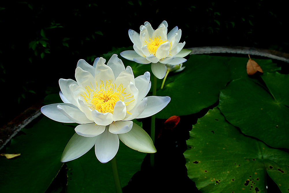 Lotus