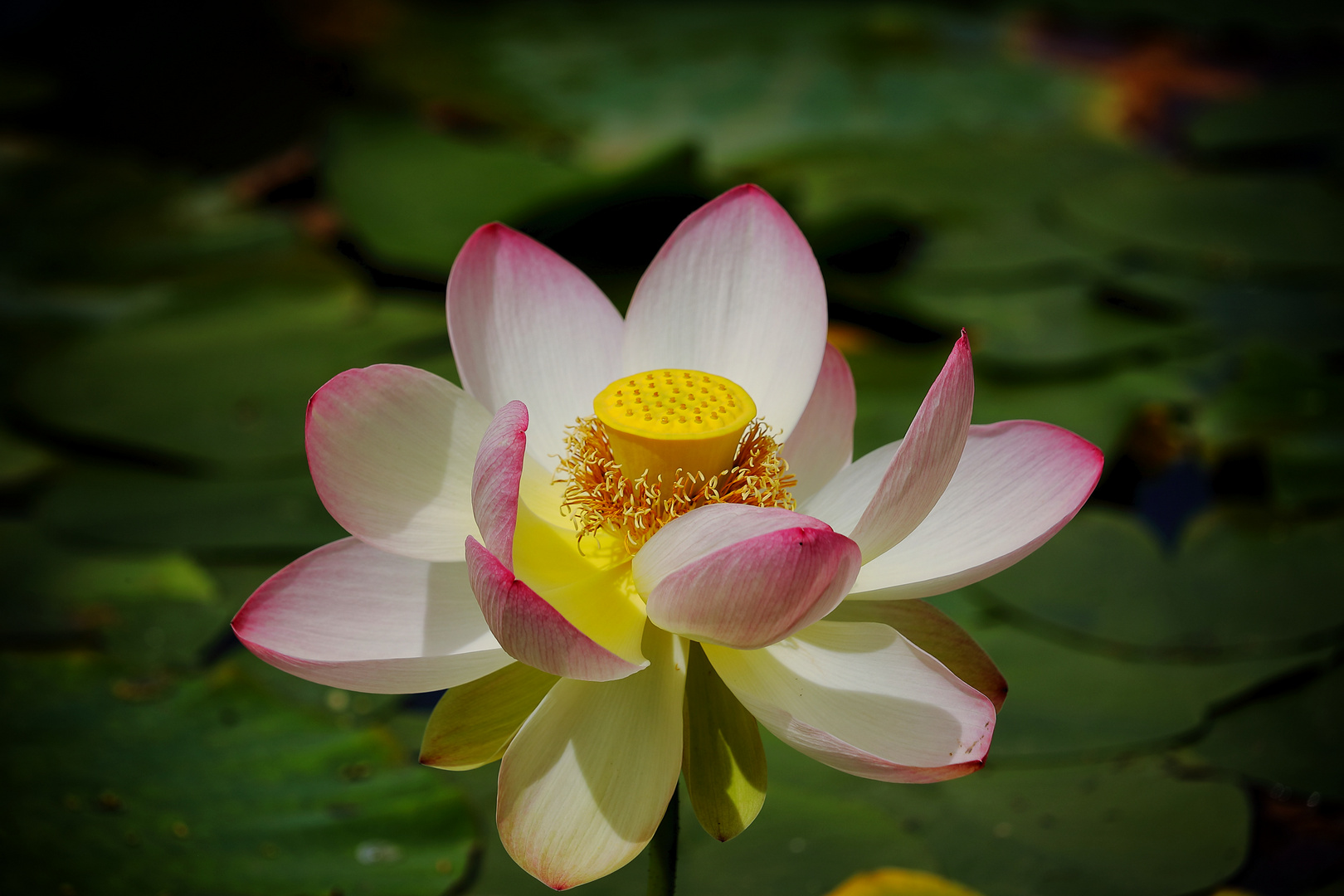 Lotus