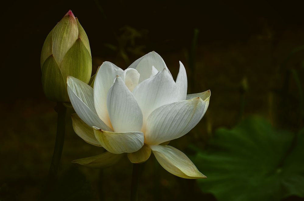 lotus