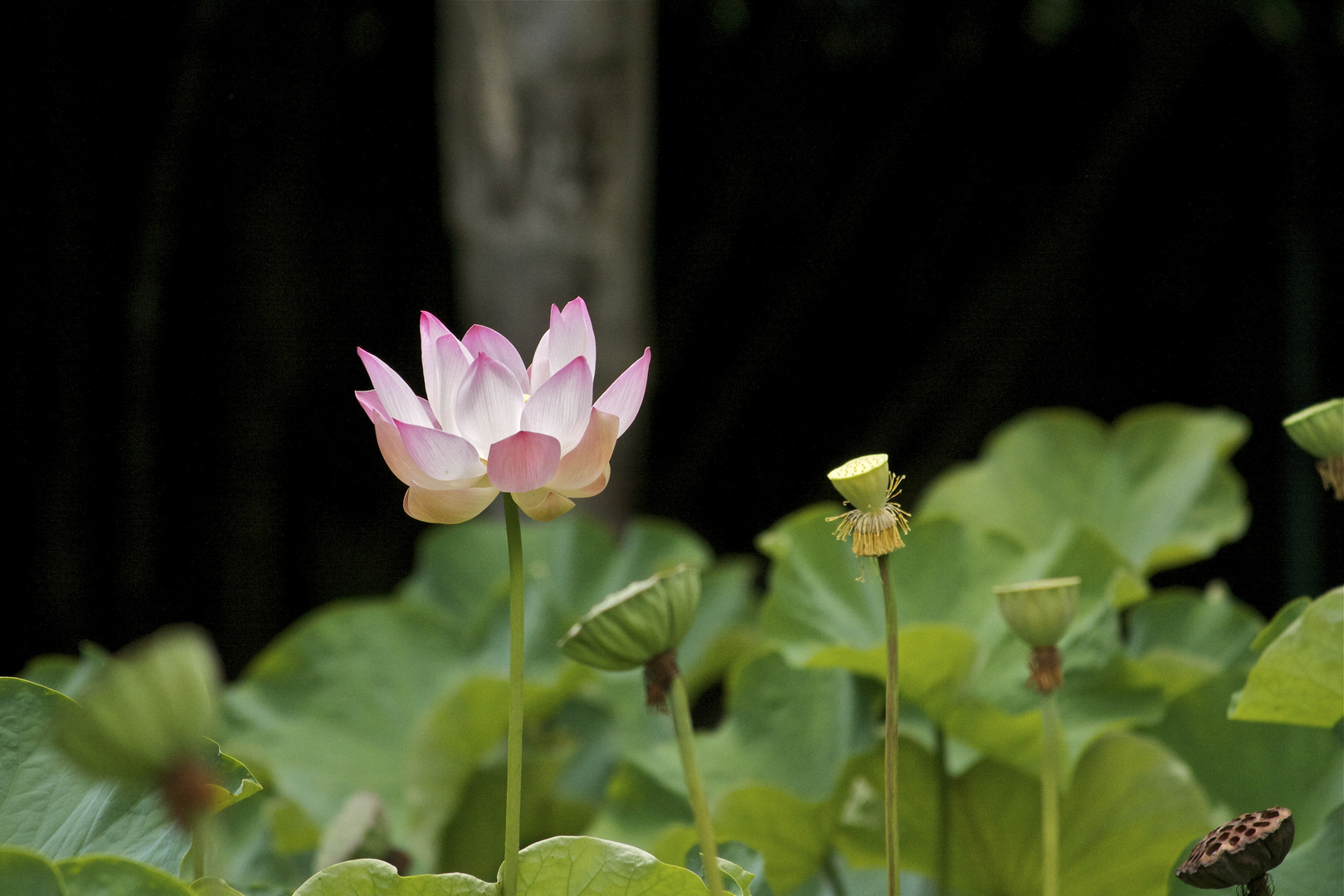 Lotus