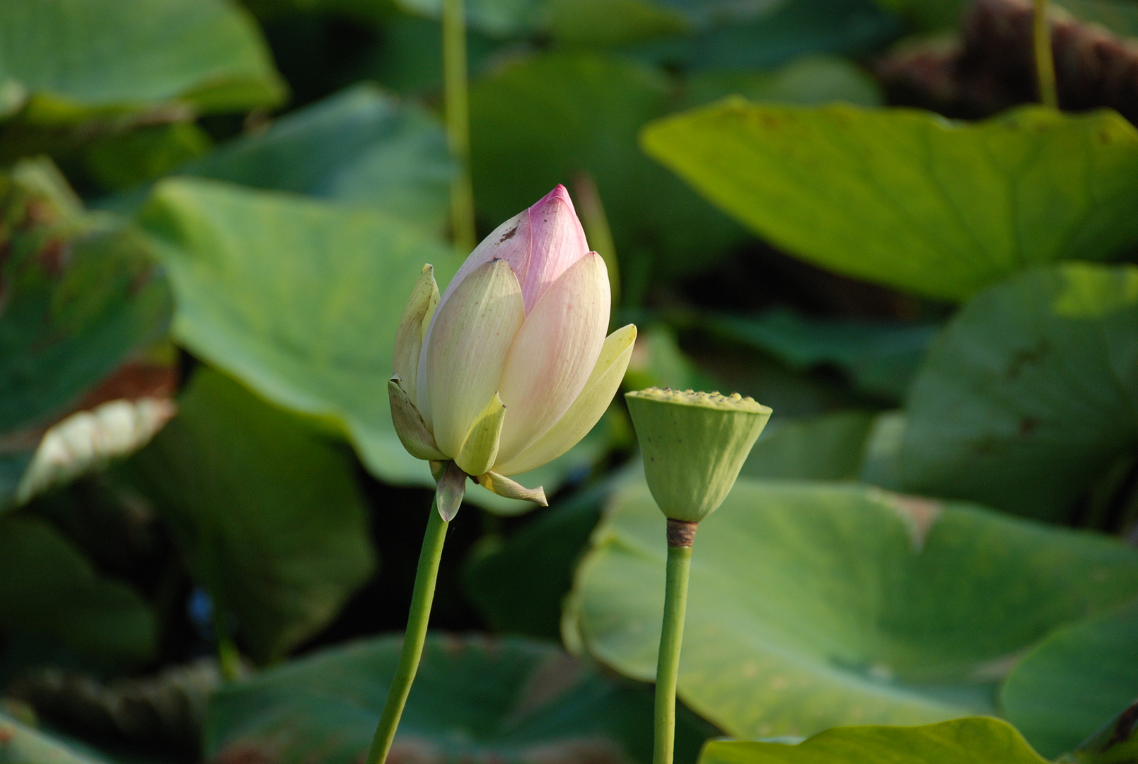 Lotus