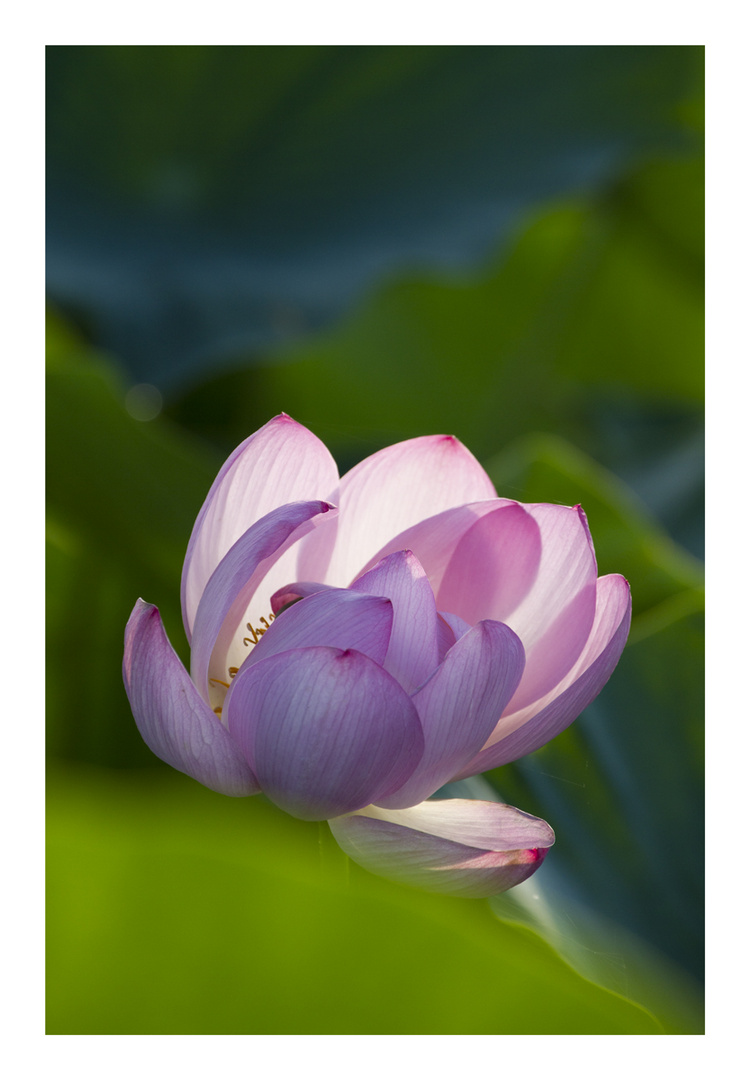 Lotus-2