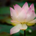 Lotus #2