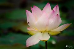 Lotus #2