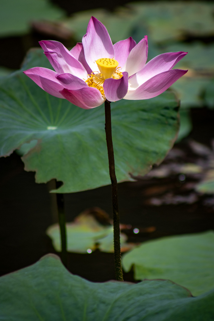 Lotus