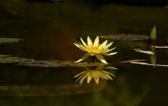 lotus