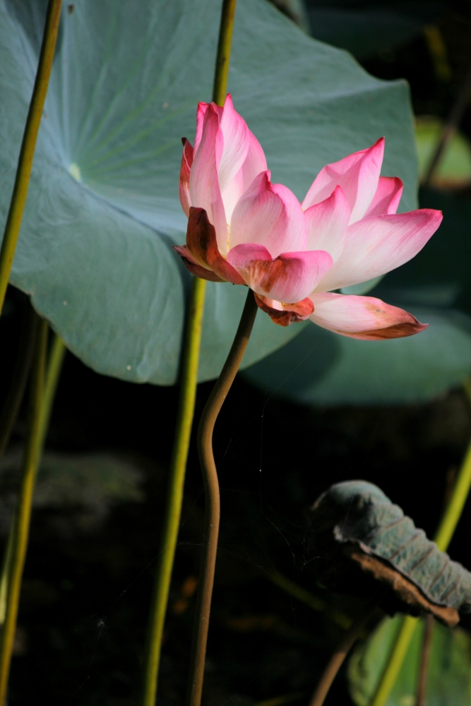 Lotus