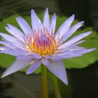 lotus