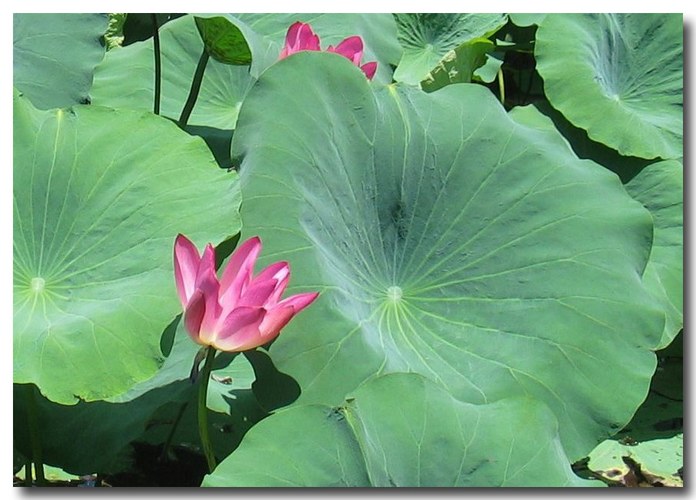 Lotus