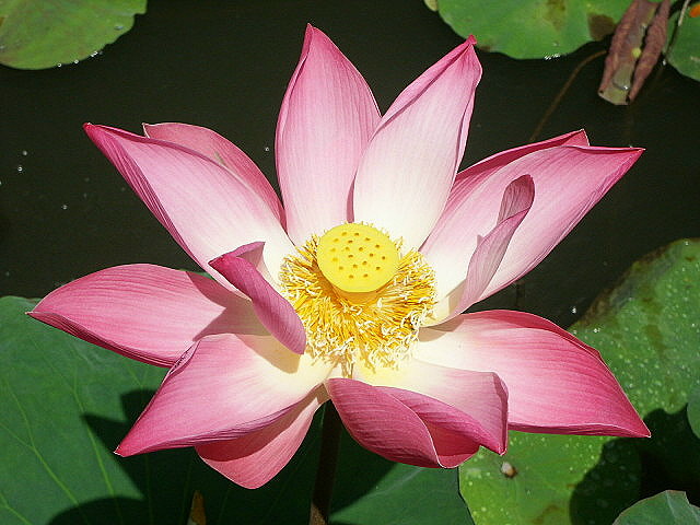 Lotus