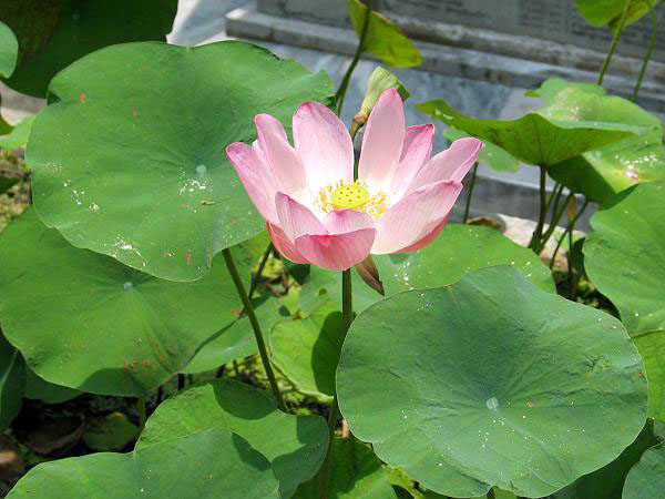 Lotus