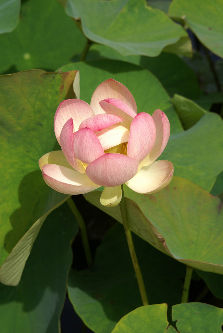 LOTUS