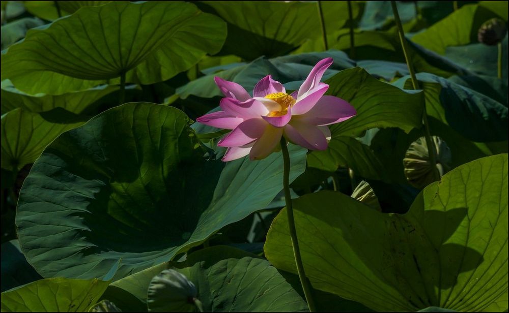 Lotus