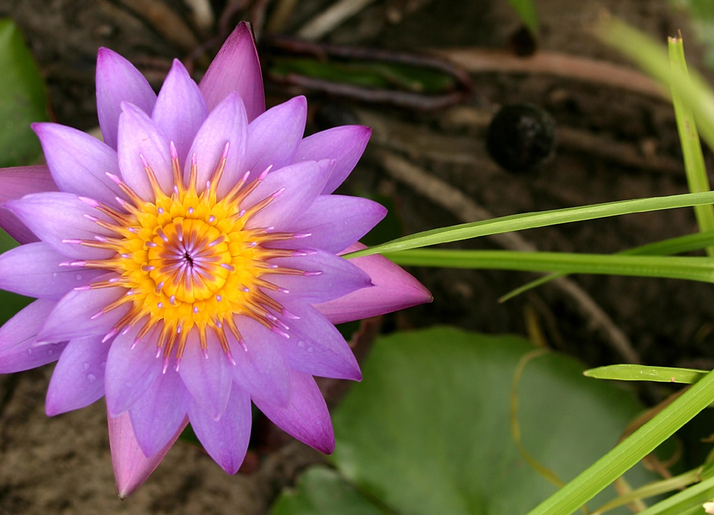 [lotus]