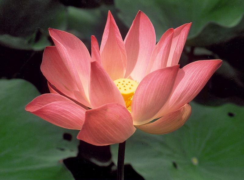 Lotus