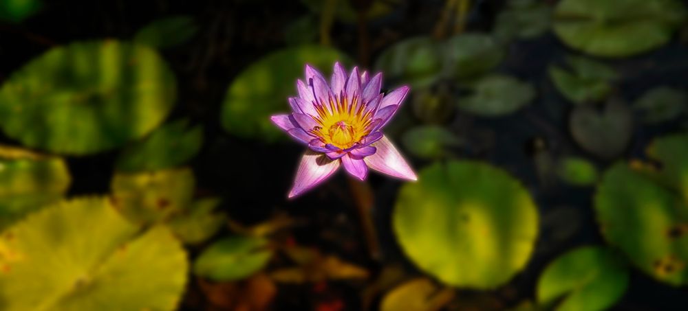 Lotus 