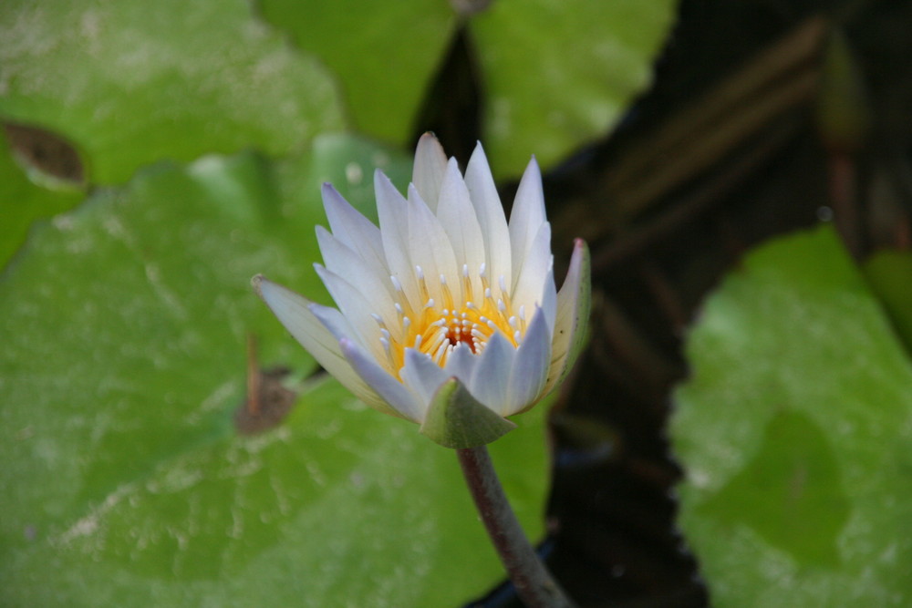 Lotus