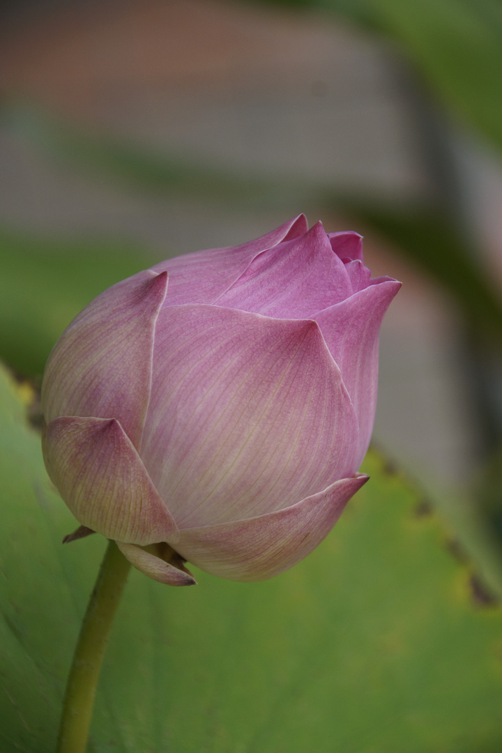 Lotus