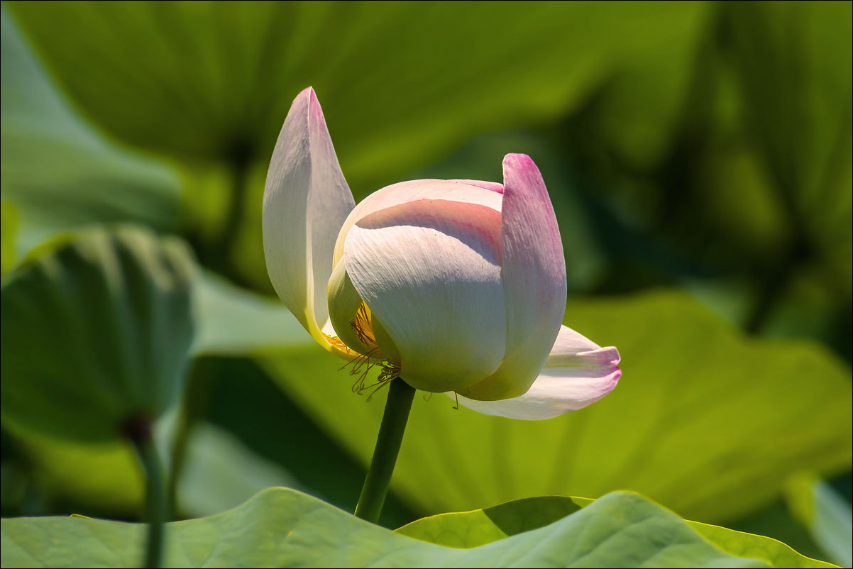 Lotus