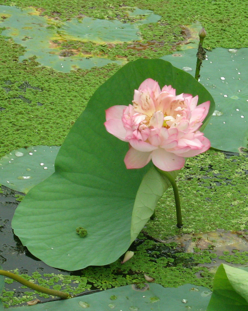 Lotus