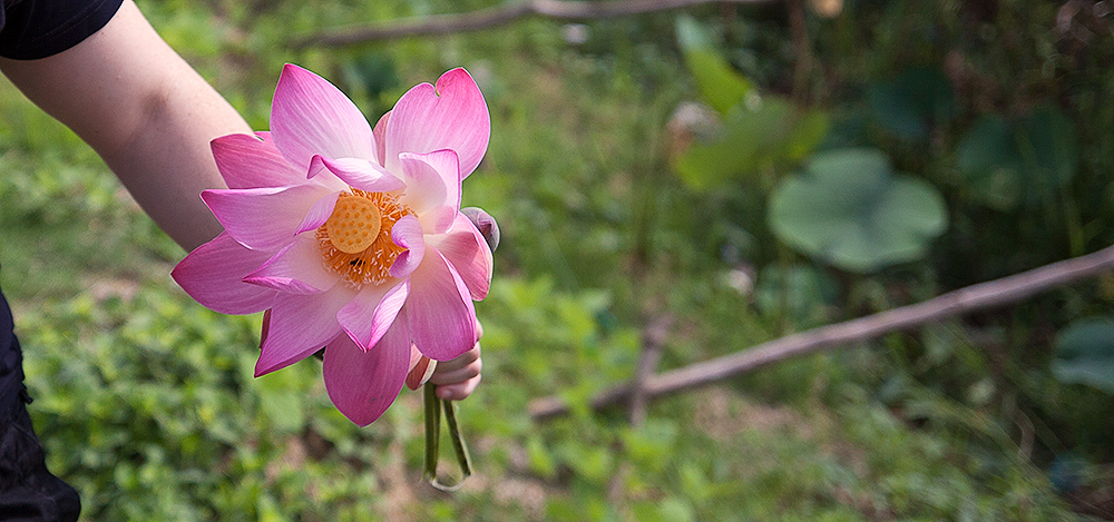 Lotus