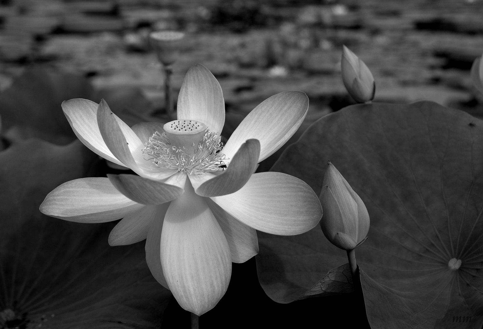 Lotus