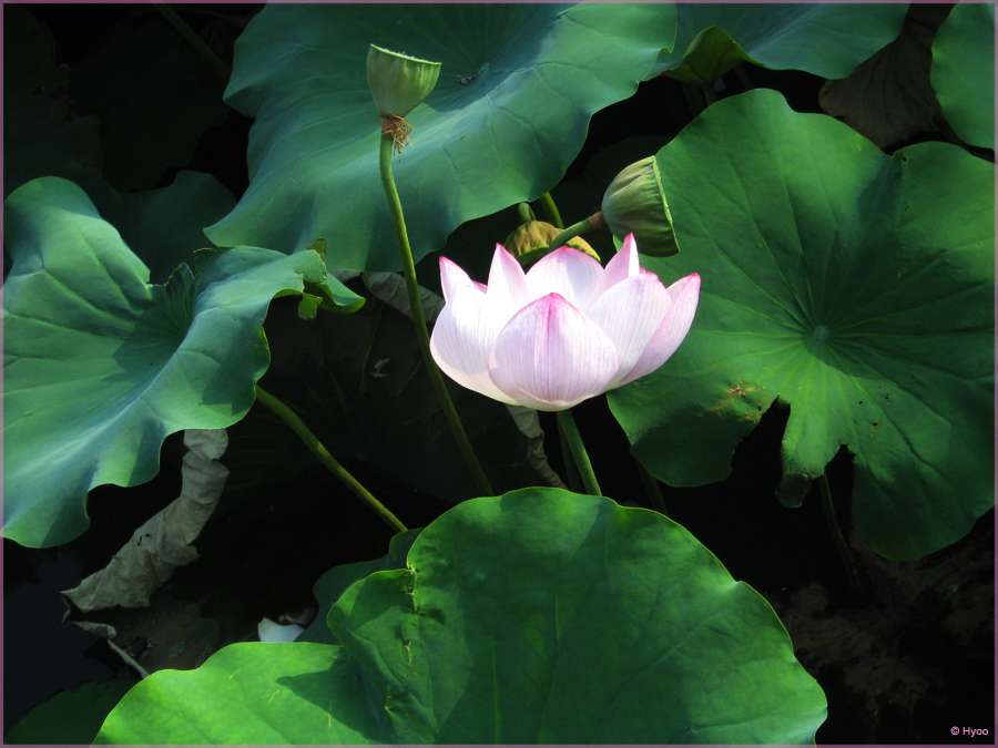 Lotus