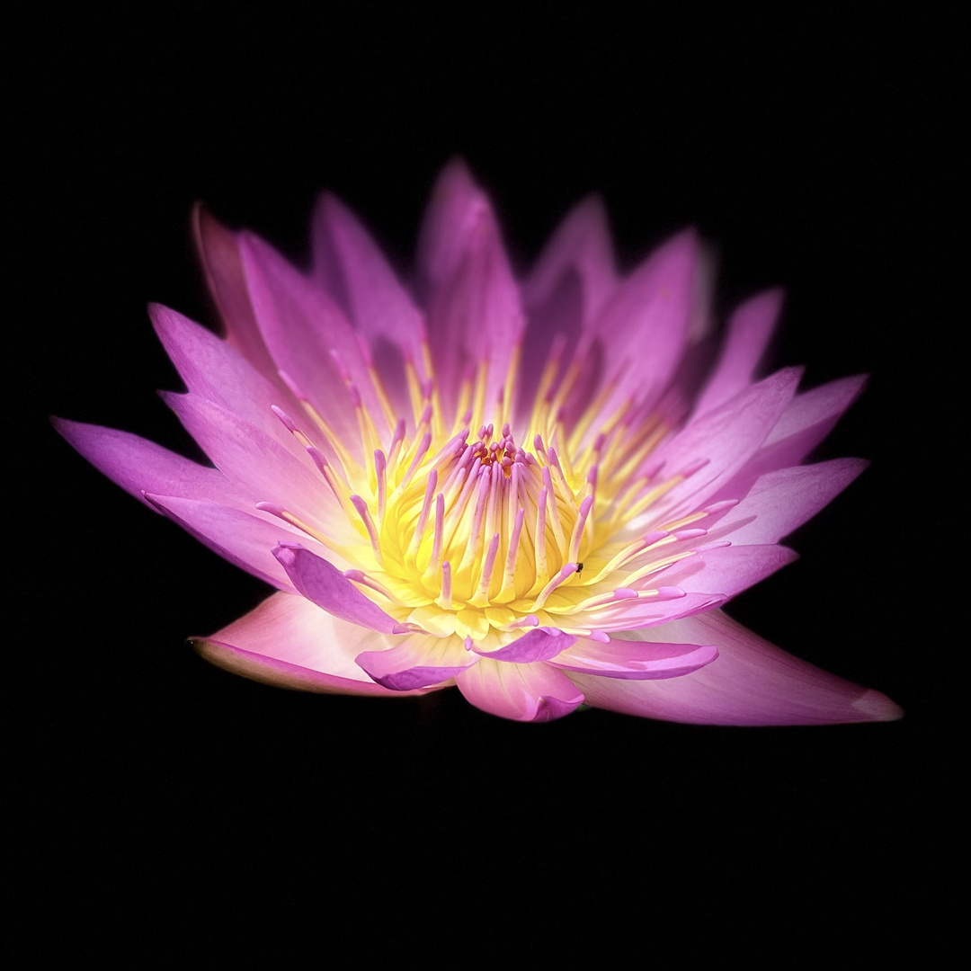 Lotus