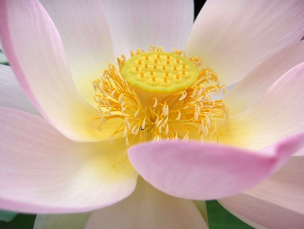 Lotus