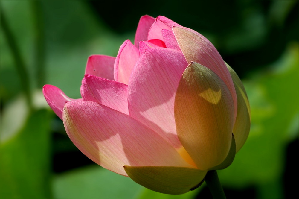 Lotus Foto & Bild pflanzen, pilze & flechten, blüten & kleinpflanzen