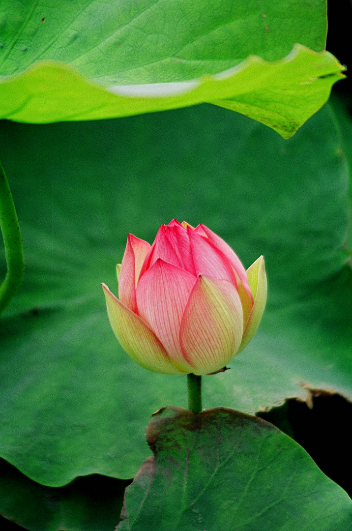 Lotus