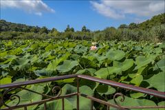 Lotus à Fontmerle