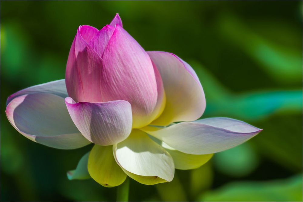 Lotus à Fontmerle