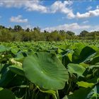 Lotus à Fontmerle