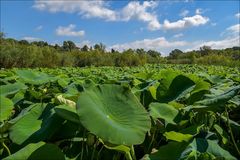 Lotus à Fontmerle