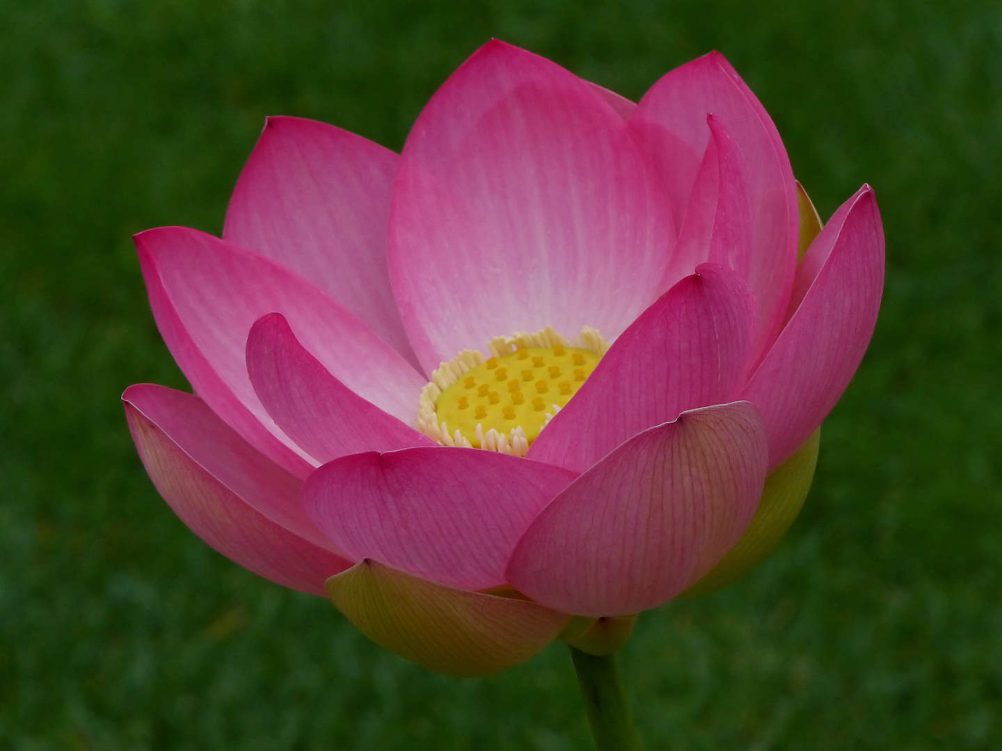 Lotus Foto & Bild | pflanzen, pilze & flechten, blüten- & kleinpflanzen, jahreszeiten Bilder auf ...