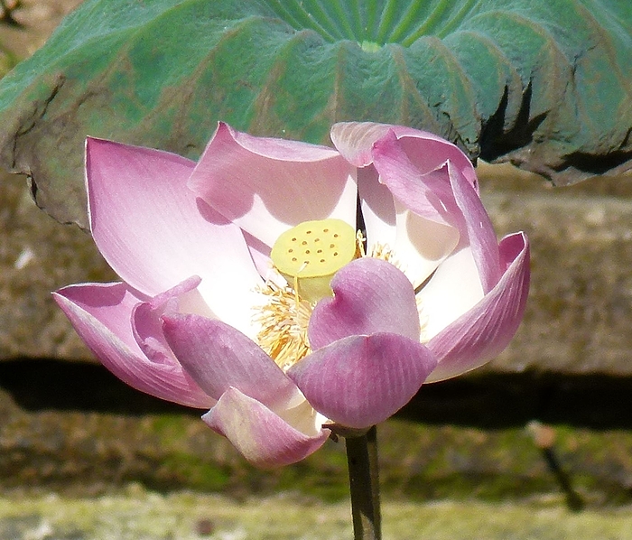 ...Lotus...