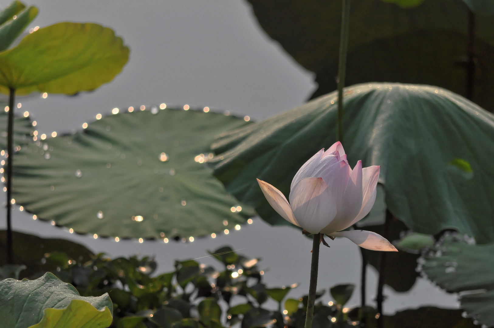 Lotus am Morgen