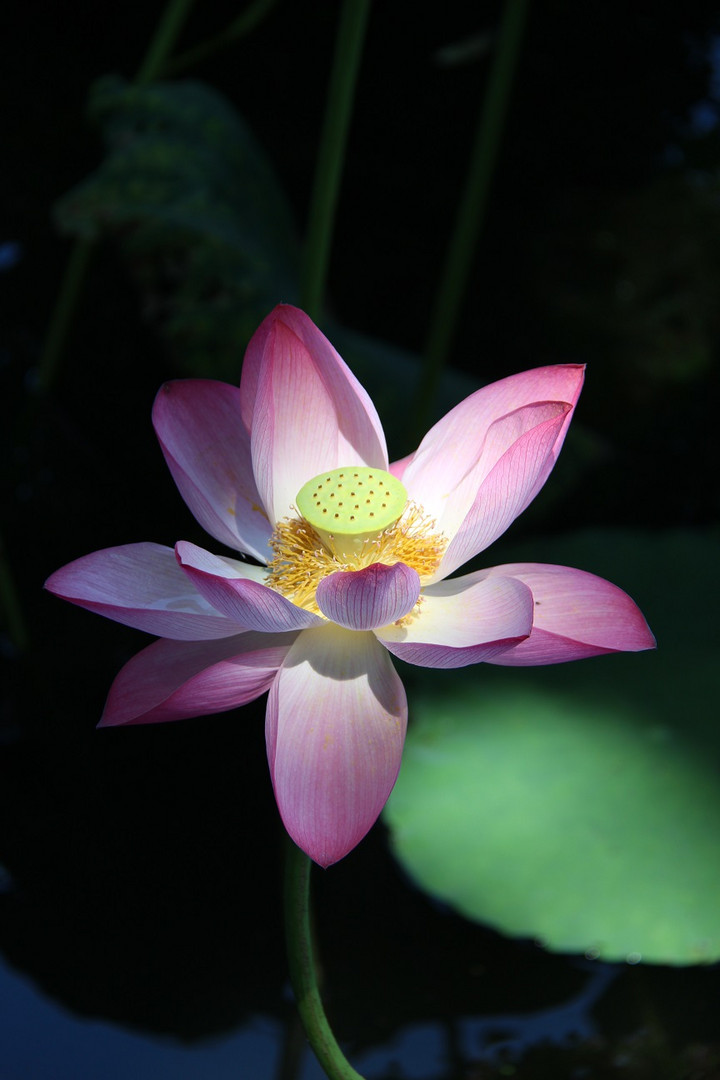 Lotus am Westsee in Hangzhou