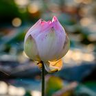 Lotus and bokeh