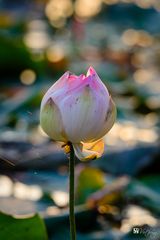 Lotus and bokeh