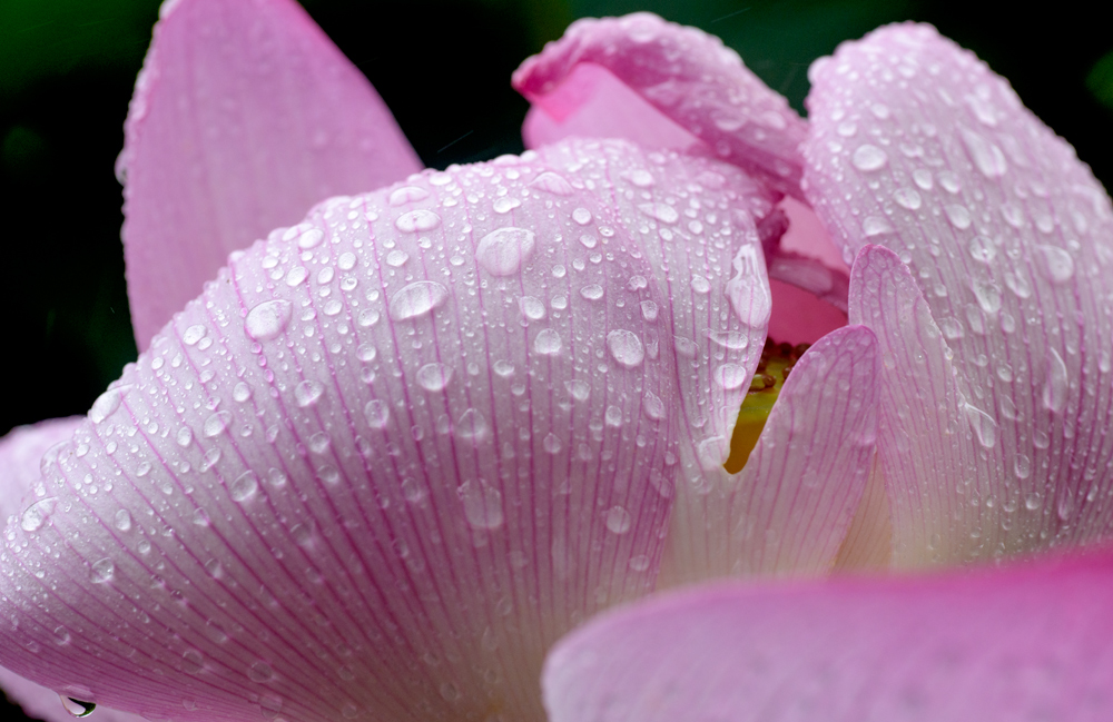 Lotus and raindrops