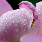 Lotus and raindrops