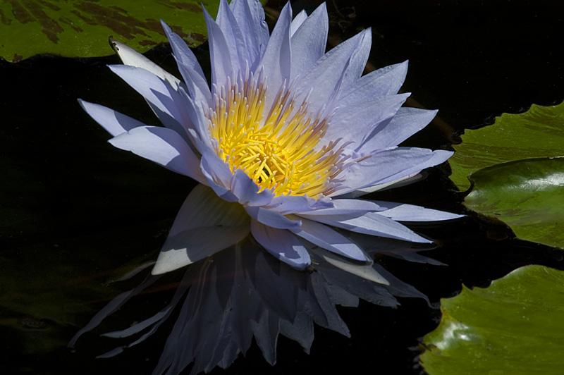 Lotus and Shadow