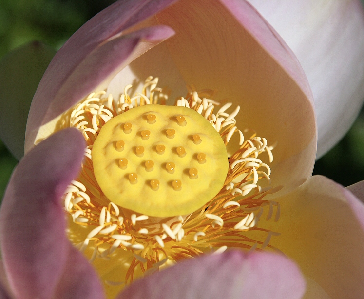 Lotus and the worship of Ra